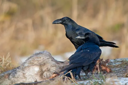 Ravn