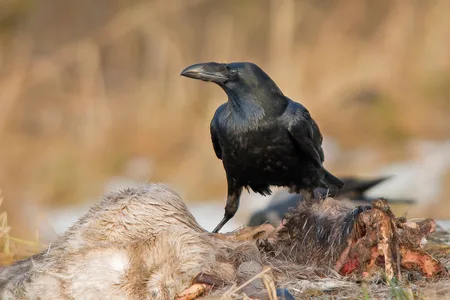 Ravn