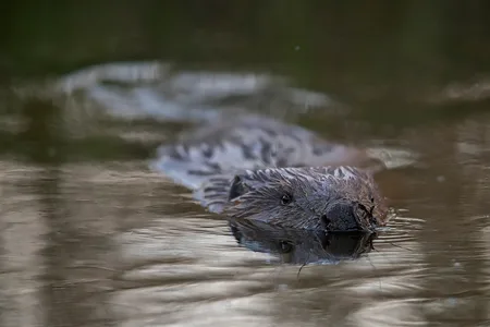 Bæver