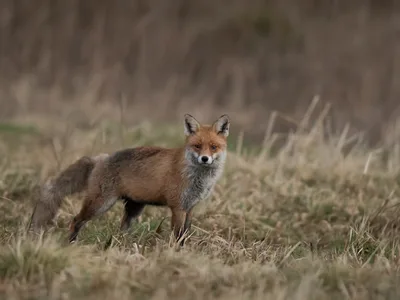 Ræv