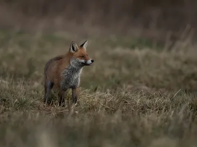 Ræv
