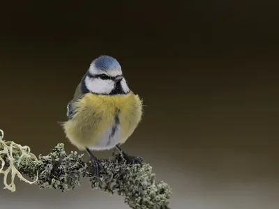 Blåmejse