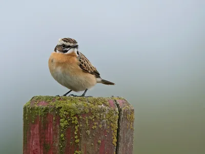 Bynkefugl