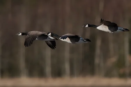 Canadagås