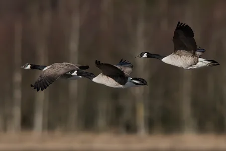 Canadagås