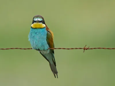 Biæder