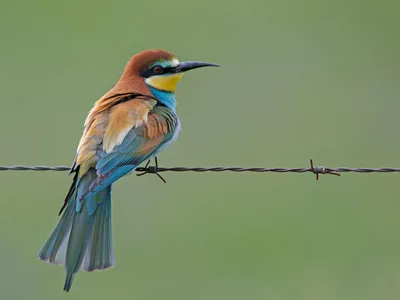 Biæder