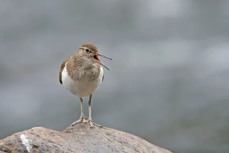 Mudderklir