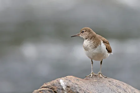 Mudderklir