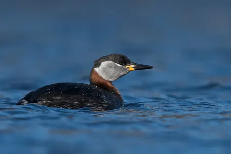 Gråstrubet Lappedykker