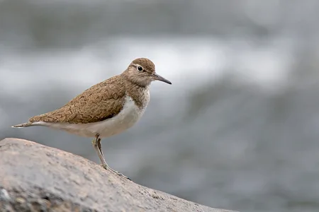 Mudderklir
