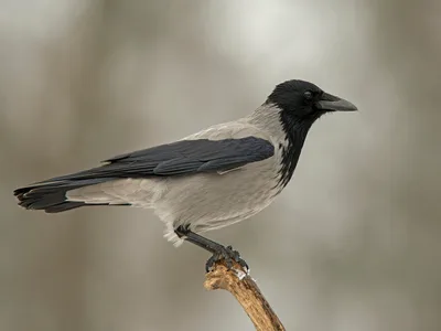 Gråkrage