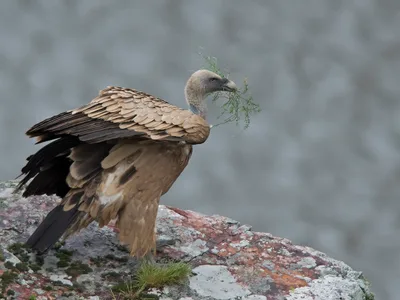 Gåsegrib