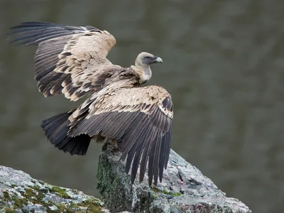 Gåsegrib