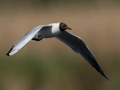 Hættemåge