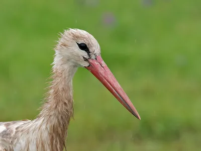 Hvid Stork