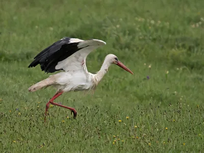 Hvid Stork