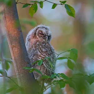 Natugle