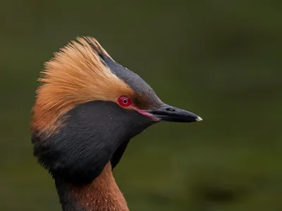 Nordisk Lappedykker