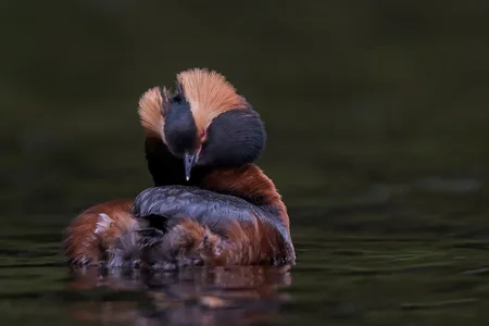Nordisk Lappedykker
