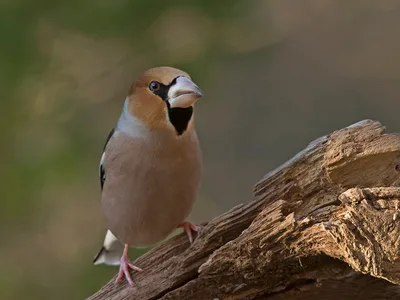 Kernebider