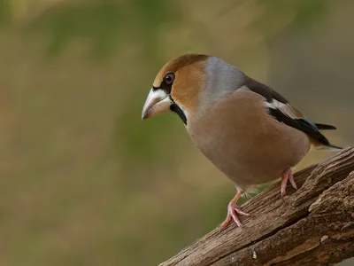 Kernebider