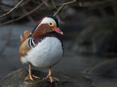 Mandarinand