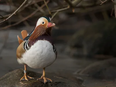 Mandarinand