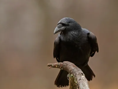 Ravn