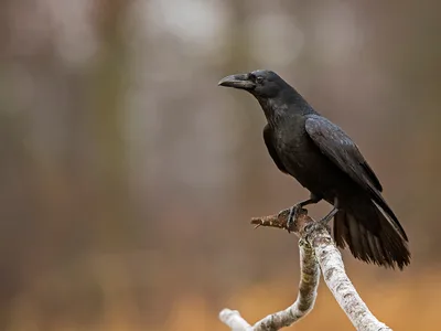 Ravn