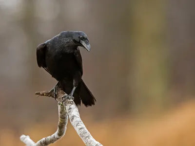 Ravn