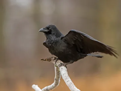 Ravn