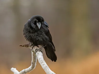 Ravn