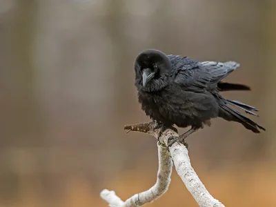 Ravn