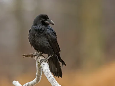 Ravn