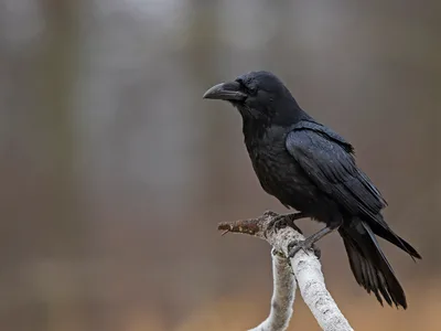 Ravn
